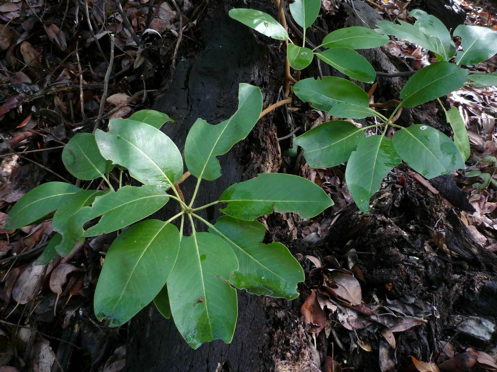 High Resolution Arbutus menziesii Leaf